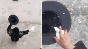 viral video